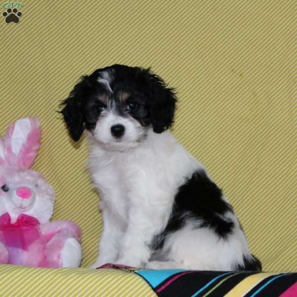 Whisper, Cavalier King Charles Mix Puppy